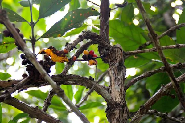 Sumatran Community Conserves Through ‘Village Forests’