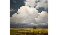 Painter Spotlight: Renato Muccillo, Distilled Nature