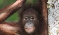 Half of Borneo’s Mammals Could Lose a Third of their Habitat by 2080