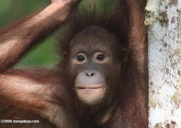Borneo is home to many unique species, such as the endangered Bornean orangutan (Pongo pygmaeus). Photo taken in Sabah, Malaysia, by Rhett Butler. 