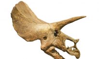 Did Humans Walk the Earth With Dinosaurs? Triceratops Horn Dated to 33,500 Years