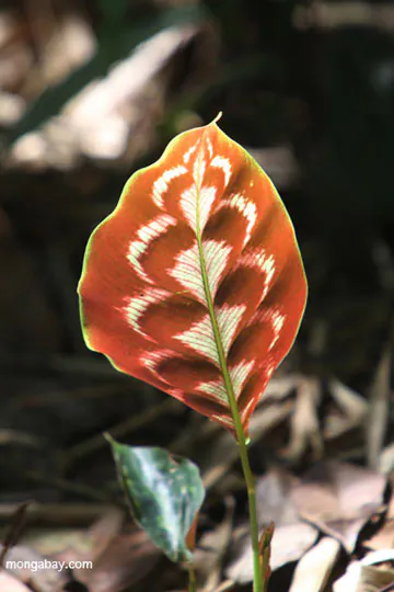 The incredible diversity of rainforest flora. Photo by Mongabay.com / Rhett A. Butler