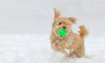 Animals Play in the Snow