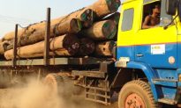 Illegal Logging in Burma: 155 Chinese Nationals Arrested