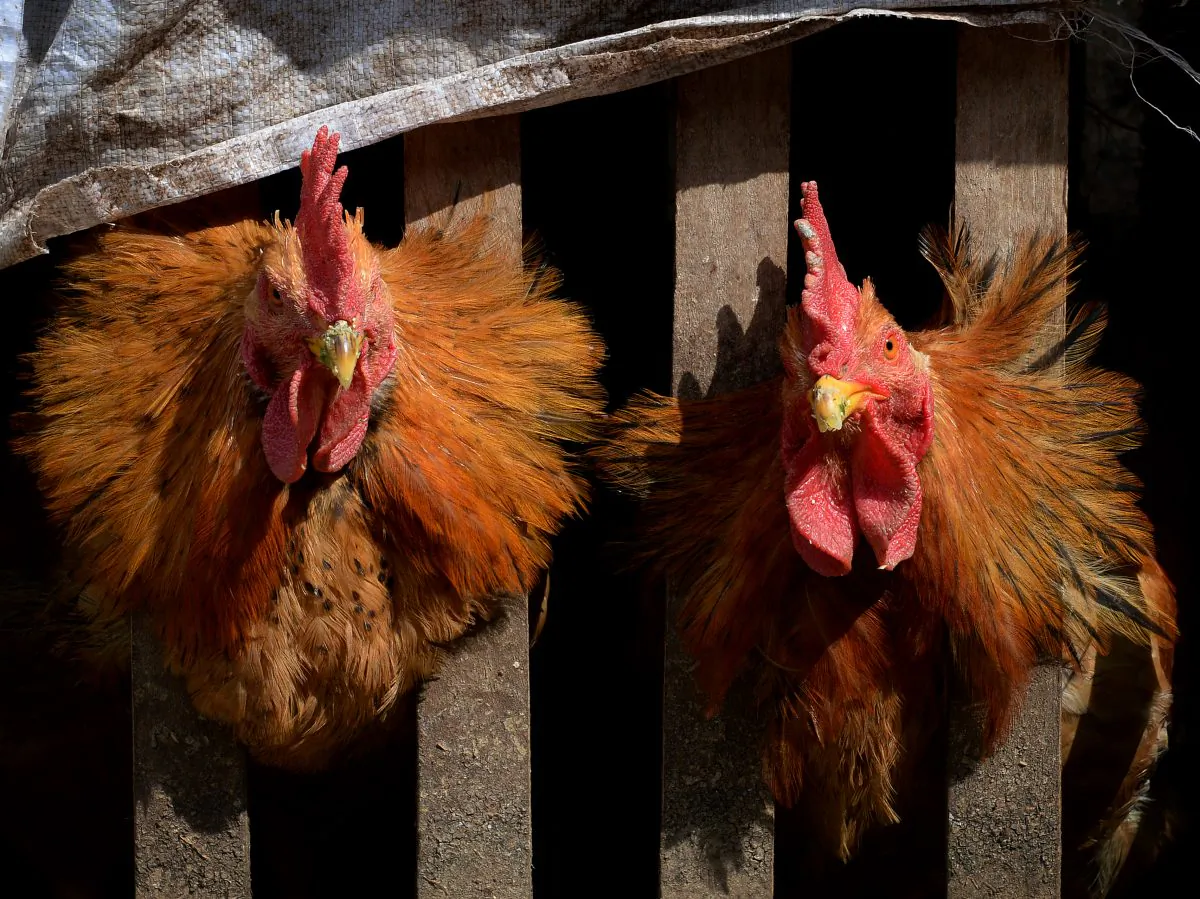 Two chickens wait in their cage after poultry markets closed due to the risk of spreading the H7N9 bird flu virus at Guiyang in Guizhou Province, on Feb. 20, 2014. So far this year China has confirmed 115 human H7N9 cases, including 25 deaths. (Mark Ralston/AFP/Getty Images)
