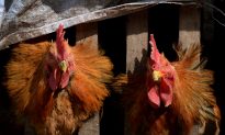 First Case of Human Bird Flu in North America Confirmed, a Second Possible