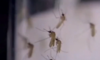 Florida Considers Releasing Genetically Modified Mosquitoes in The Keys (Video)