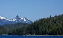 Scientists Call on Obama to Stop Logging Old Growth Forests