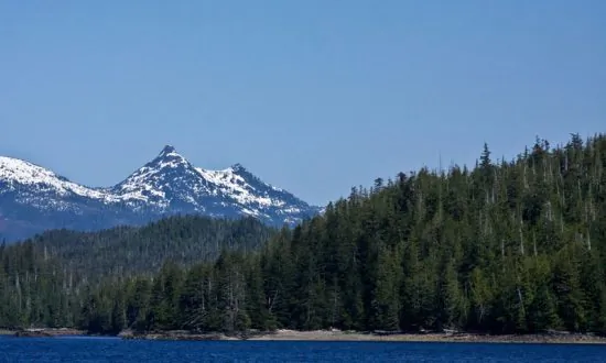Scientists Call on Obama to Stop Logging Old Growth Forests