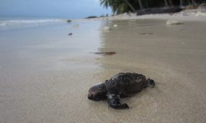 Hawkbill Sea Turtles Making a Comeback in Nicaragua