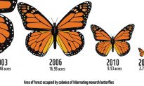 Why Monarch Butterflies Need a Helping Hand