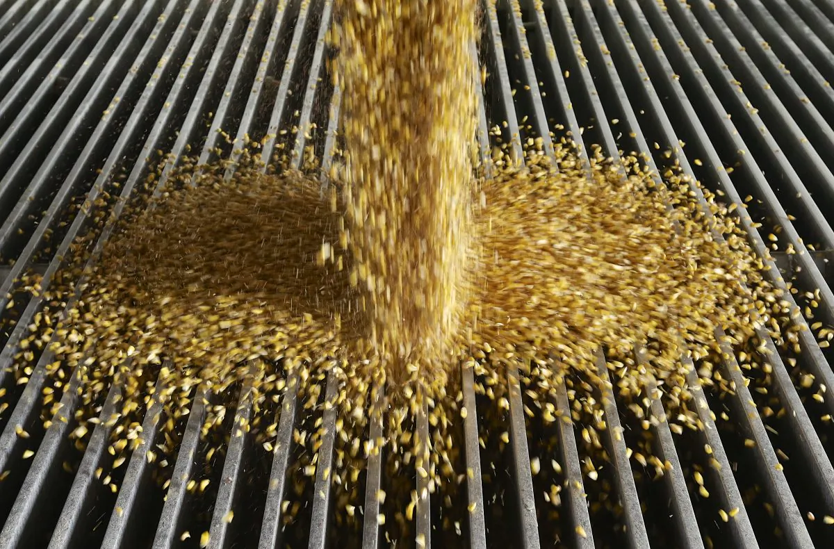 Corn is delivered to the Green Plains ethanol plant in Shenandoah, Iowa, on Jan. 6, 2015. Roughly 100 trucks a day filled with corn flow into the ethanol plant in southwest Iowa even as crude oil prices continue to collapse. Oil prices may have dipped below $50 a barrel for the first time since April 2009, but ethanol plants across the nation continue to operate at a brisk pace in order to satisfy a domestic and export demand that hasn’t weakened. (AP Photo/Nati Harnik)
