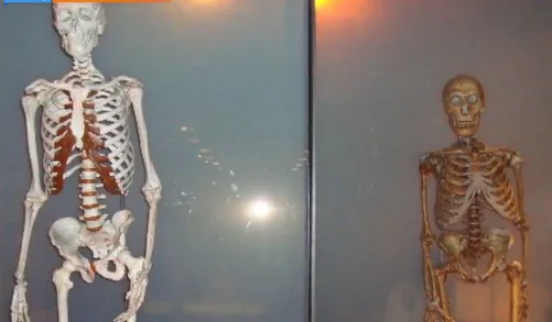 Ancient Skull May Mark Where Humans First Met Neanderthals (Video)