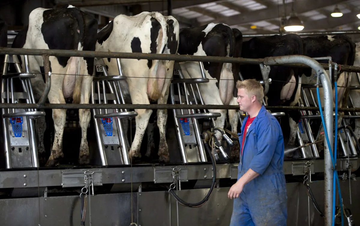 A worker keeps an eye on cows being milked at the Kooyman family dairy farm in Chilliwack, B.C., on June, 10, 2014. For the first time in 22 years, the Canadian Dairy Commission has decided to reduce the price of milk at farmgate by 1 percent. The price reductions will commence in February. (The Canadian Press/Jonathan Hayward)