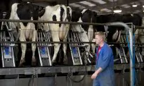 Dark Days Ahead for Supply Management