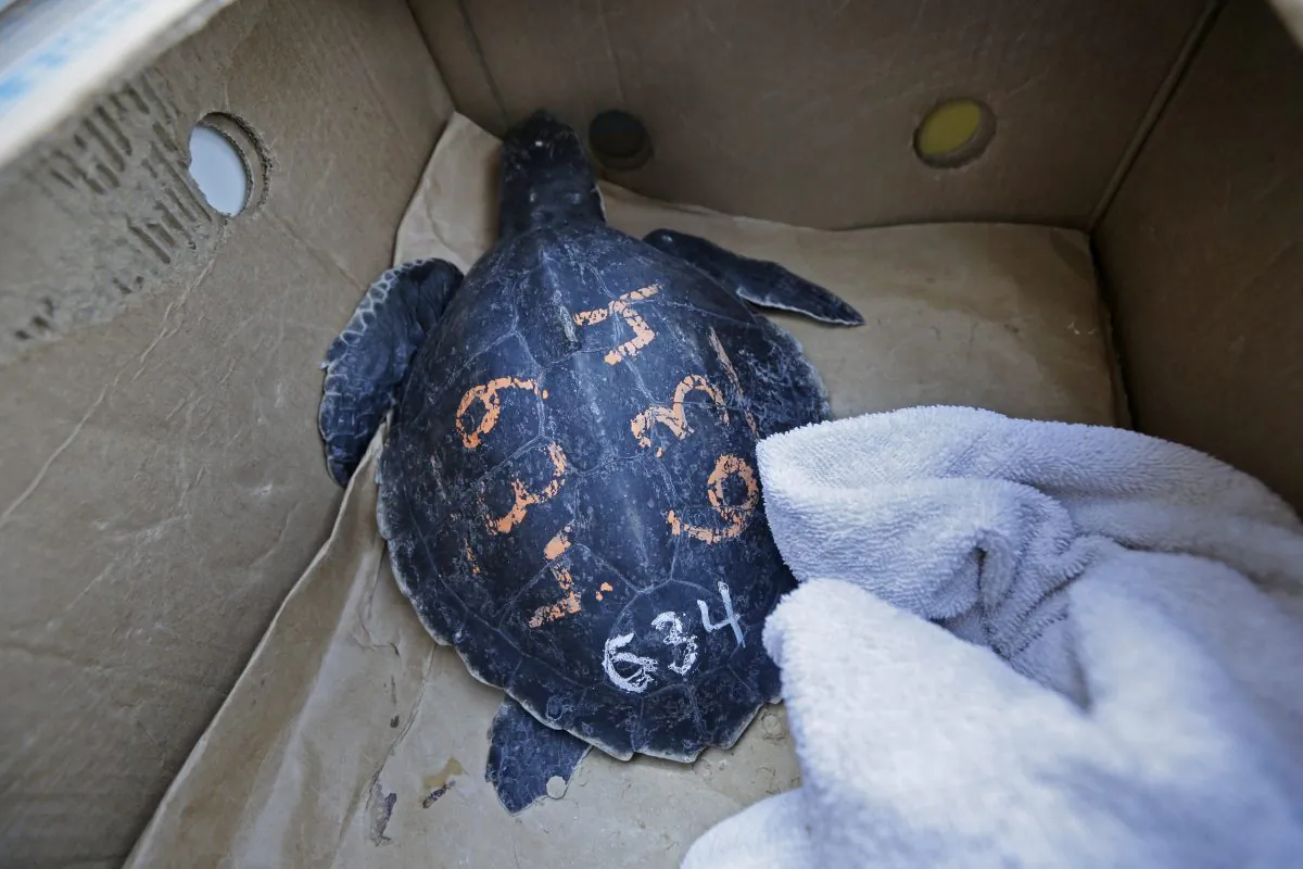 An endangered Kemp's ridley sea turtle, which was rescued in New England, and rehabilitated by the Audubon Nature Institute, sits in a produce box as it is transported to be released into the Gulf of Mexico, 24 miles off the coast of Louisiana, on Jan. 2, 2012. (Gerald Herbert/AP Photo)