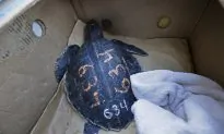 Poaching of 1,700 Protected Turtles Leads to Trafficking Charges in Arizona