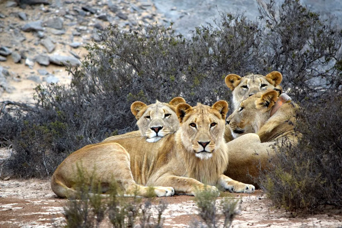 A lioness and her three grown cubs lie huddled together, each wearing a radio collar that stores data on their whereabouts and habits. They are members of the the Hoanib Floodplain Pride, which is monitored by the Desert Lion Conservation Project. Wildlife numbers are low in the Hoanib River area and the lions have to walk long distances to find prey. (Giannella M. Garrett)