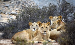 Namibia's Desert Lions
