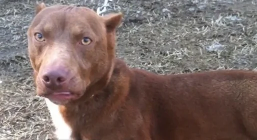 Dachshund/Pit Bull Mix Shelter Dog Becomes New Internet Star (Video)