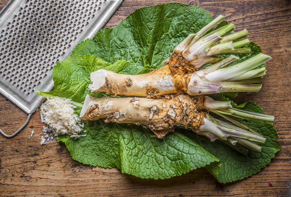 The heat of horseradish thins stagnant mucous, making it easier to clear.(Shutterstock/Kuttelvaserova Stuchelova)