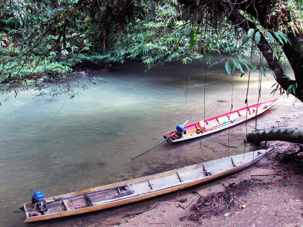 Forest along a stream near Setulang. Photo by Yustinus S. Hardjanto. 