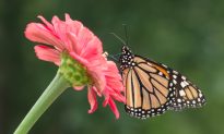 Why Monarch Butterflies Need a Helping Hand