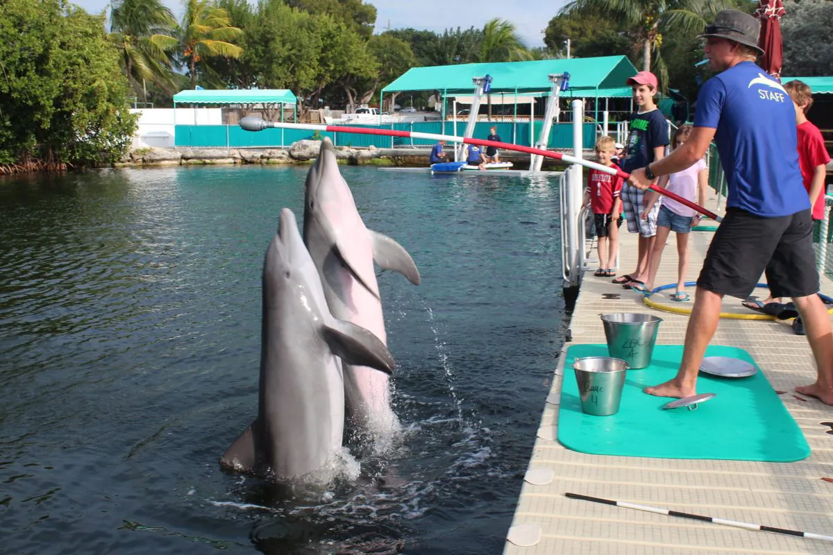 Dolphins respond to cues in training. Ethan Kleinschmidt is showing young people how dolphins are taught to perform behaviors. (Myriam Moran copyright 2015)