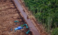 Indonesian Forestry Giant Continues to Destroy Forests