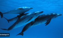 Researchers Observe Atlantic Spotted Dolphins Grieving (Video)