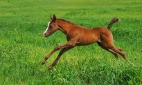 Baby Horses Raise New Questions About Autism