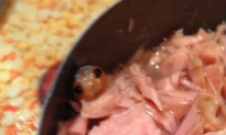 Mystery Creature in Woman’s Can of Tuna Possibly Identified (Video)
