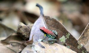 Oil Demand Swallows Rainforest Area the Size of Chile