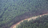 Timber Company’s Deforestation Commitment Tested