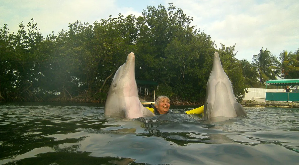 Dolphins interacting with guest at Dolphins Plus. (John Christopher Fine copyright 2015)
