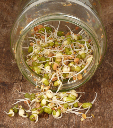 Fenugreek sprouts (Shutterstock)