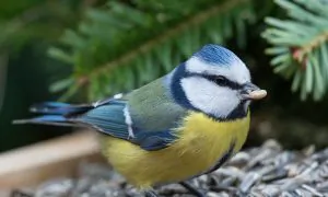 Birds: A Gardener's Best Pest Control