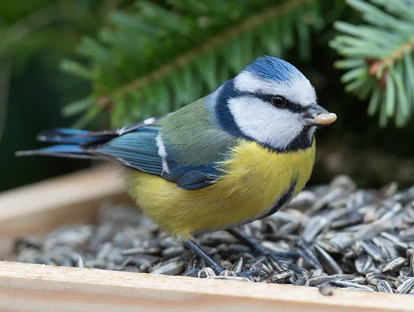 A blue tit sits on a bird table in a garden in Sieversdorf, eastern Germany, on January 11, 2015. (Patrick Pleul/AFP/Getty Images)