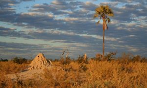 Desert Held In Check By Tiny Termites