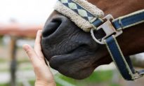 How Horses Can Help Improve Quality of Life (Video)