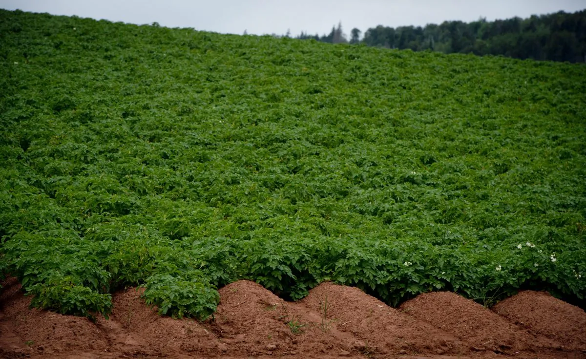 A potato field in French River, P.E.I., Aug. 14, 2013. Continuing a trend, the amount of land dedicated to growing vegetables dropped almost 4 percent last year compared to 2013 levels, according to Statistics Canada. (The Canadian Press/Jonathan Hayward)