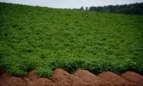 Amount of Land Devoted to Growing Vegetables Continues to Drop
