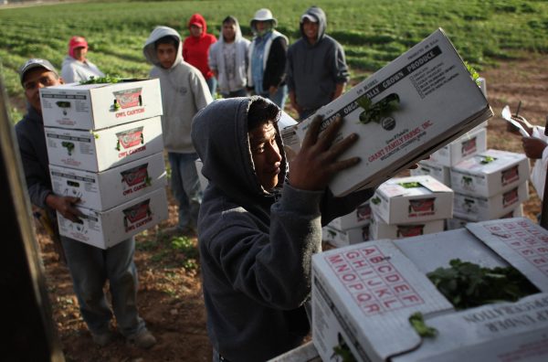 Mexican migrant workers load boxes of organic cilantro during the fall harvest at Grant Family Farms on October 11, 2011 in Wellington, Colorado. (Photo by John Moore/Getty Images)