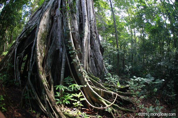 Strangler fig in Sulawesi. Photos by Rhett A. Butler.