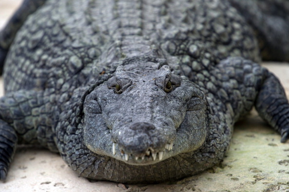 A Nile crocodile is seen on March 26, 2014 at the park "La planete des crocodiles" in Civaux, near the French western city of Poitiers (Guillaume Souvant/AFP/Getty Images)