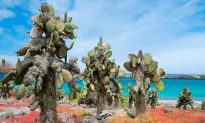Cape Verde: Africa’s Little Galapagos!