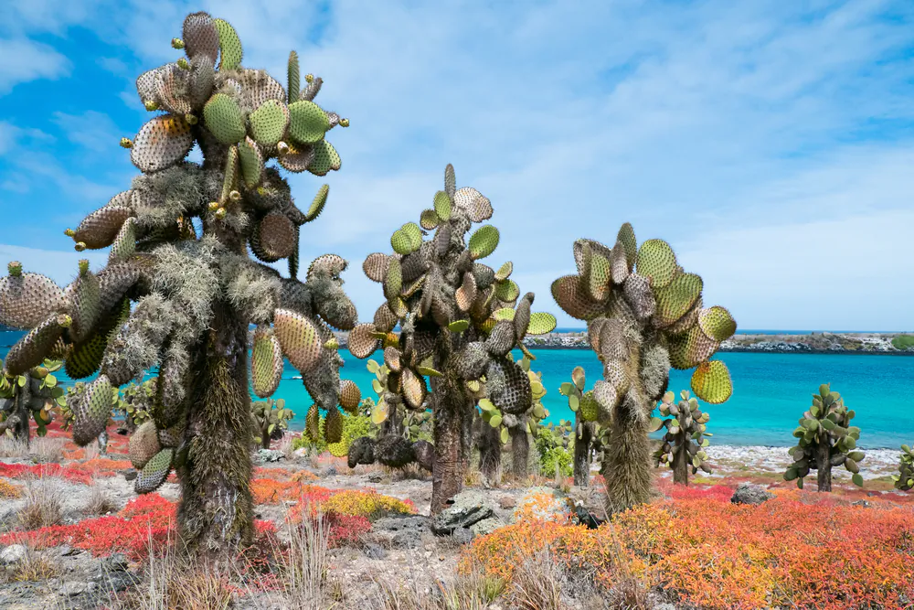 Landscape of Galapagos South Plaza island via Shutterstock*