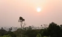 Illegal Logging Still a Struggle in Cameroon