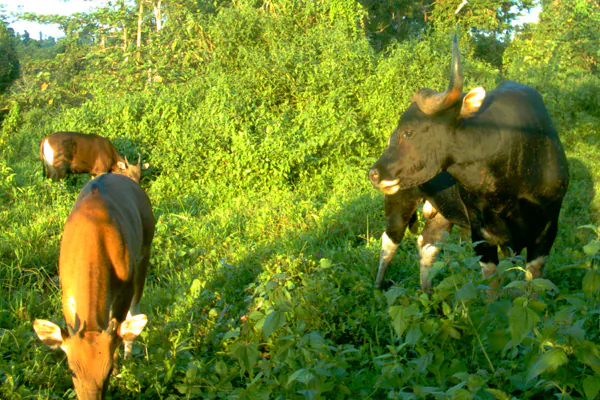 Malaysia Shocked by Poaching of Rare Banteng
