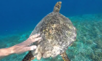 Touching a Turtle in Bali (Video)